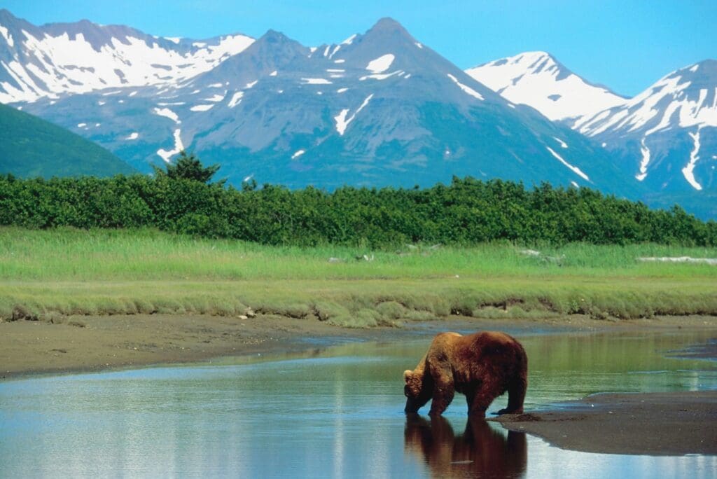 A brown bear drinks from a river with a backdrop of green forests and glacier filled mountains in Denali National Park