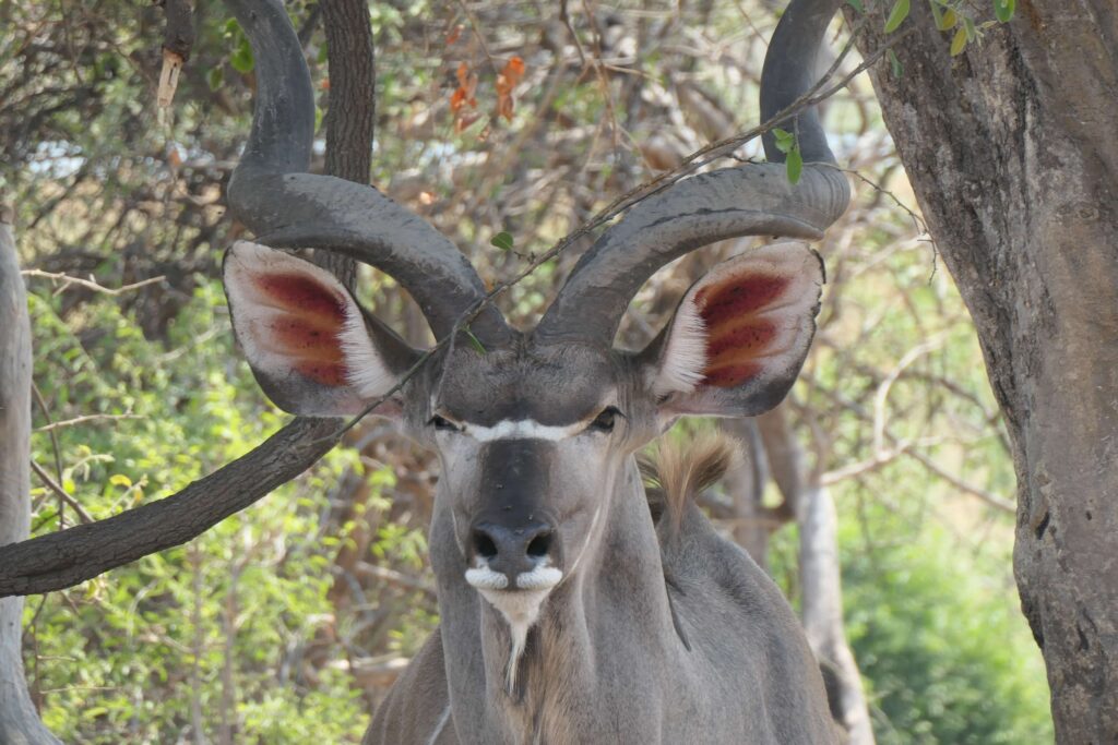A male kudu seen on safari in Chobe National Park of Botswana