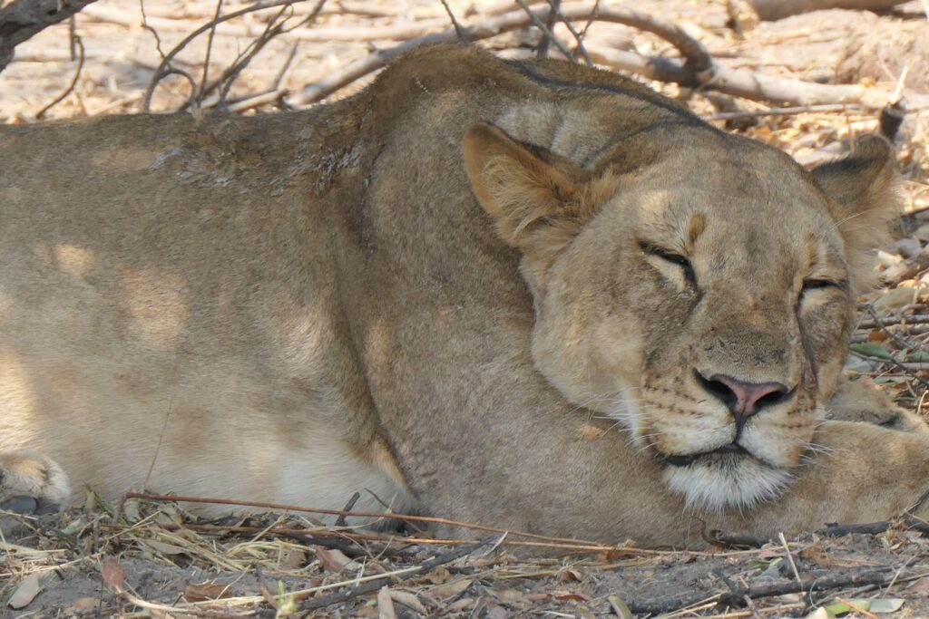 A sleeping lionness on safari in Chobe National Park of Botswana