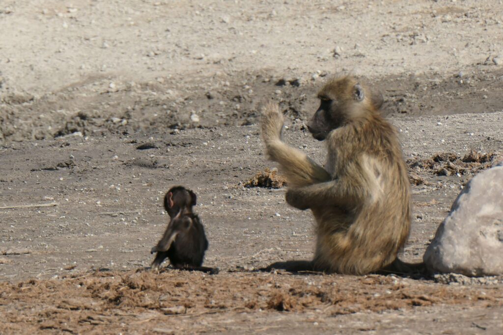 A mom and baby babboon sitting on the banks of the Chobe River on safari in Botswana