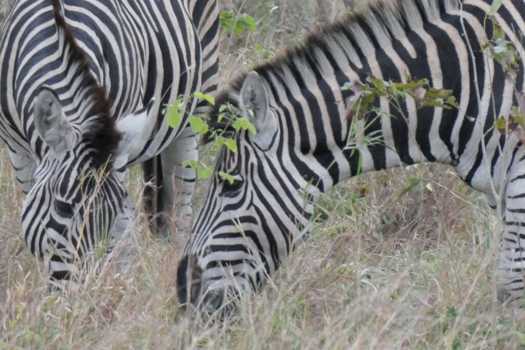 Two zebras eating the grass seen on safari in Sabi Sands South Africa